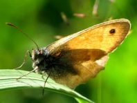Kleines Wiesenvögelchen, Coenonympha pamphilus