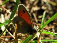 Kleines Wiesenvögelchen, Coenonympha pamphilus