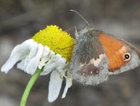 Kleines Wiesenvögelchen, Coenonympha pamphilus