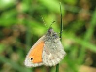 Kleines Wiesenvögelchen, Coenonympha pamphilus