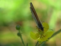 Kleines Wiesenvögelchen, Coenonympha pamphilus