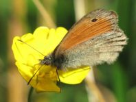 Kleines Wiesenvögelchen, Coenonympha pamphilus