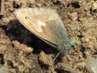 Kleines Wiesenvögelchen, Coenonympha pamphilus