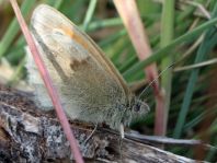 Kleines Wiesenvögelchen, Coenonympha pamphilus