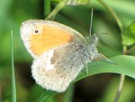 Kleines Wiesenvögelchen, Coenonympha pamphilus