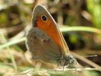 Kleines Wiesenvögelchen, Coenonympha pamphilus