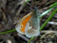 Kleines Wiesenvögelchen, Coenonympha pamphilus