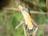 Kleines Wiesenvögelchen, Coenonympha pamphilus