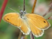 Kleines Wiesenvögelchen, Coenonympha pamphilus