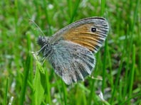 Kleines Wiesenvögelchen, Coenonympha pamphilus