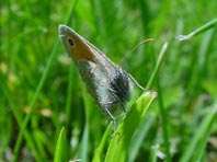 Kleines Wiesenvögelchen, Coenonympha pamphilus