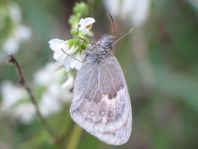 Kleines Wiesenvögelchen, Coenonympha pamphilus