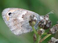 Kleines Wiesenvögelchen, Coenonympha pamphilus