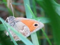 Kleines Wiesenvögelchen, Coenonympha pamphilus