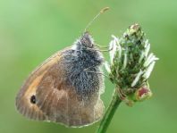 Kleines Wiesenvögelchen, Coenonympha pamphilus