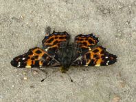Landkärtchen, Araschnia levana