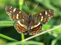 Landkärtchen, Araschnia levana