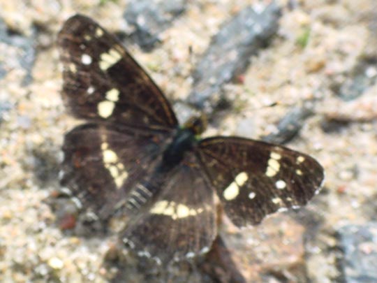 Landkärtchen, Frühjahrsgeneration, Araschnia levana