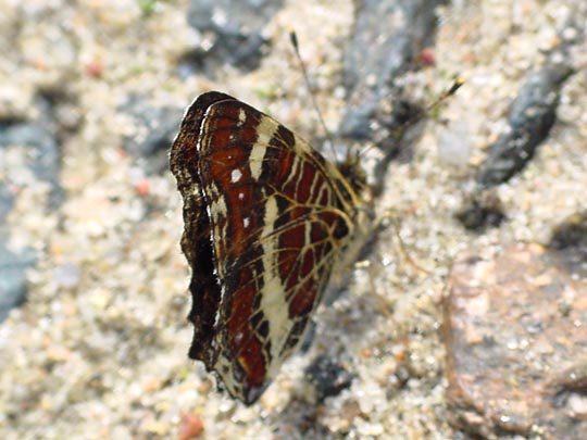 Landkärtchen, Frühjahrsgeneration, Araschnia levana