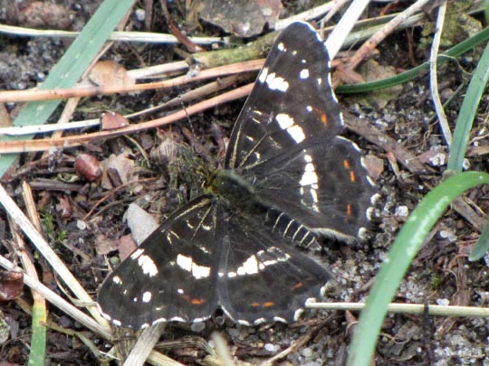 Landkärtchen, Frühjahrsgeneration, Araschnia levana