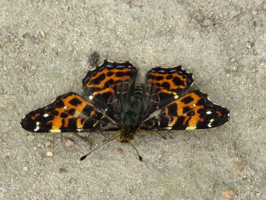 Landkärtchen, Araschnia levana