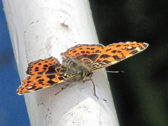 Landkärtchen, Araschnia levana