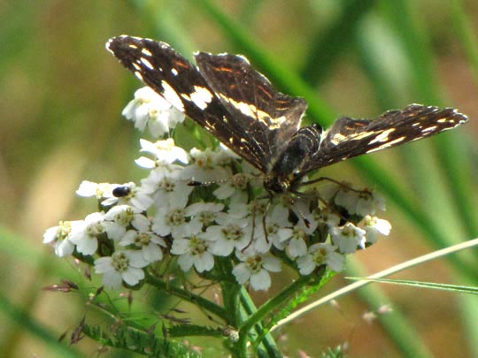 Landkärtchen, Sommergeneration, Araschnia levana
