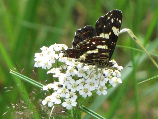 Landkärtchen, Sommergeneration, Araschnia levana