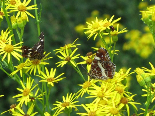 Landkärtchen, Sommergeneration, Araschnia levana