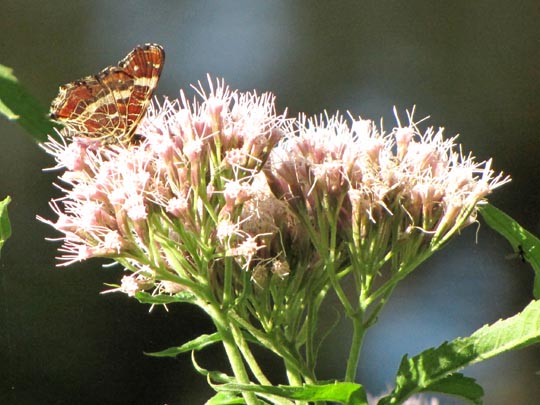 Landkärtchen, Araschnia levana