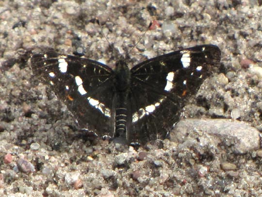 Landkärtchen, Sommergeneration, Araschnia levana