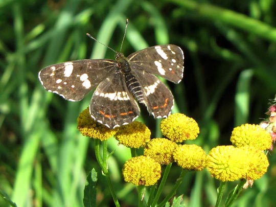 Landkärtchen, Sommergeneration, Araschnia levana