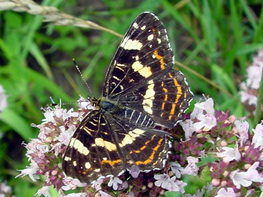 Landkärtchen, Sommerform Araschnia levana