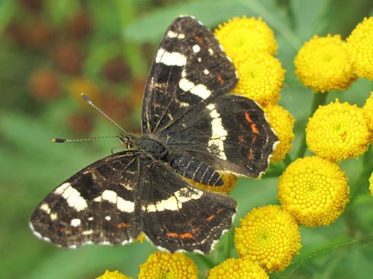 Landkärtchen, Sommergeneration, Araschnia levana