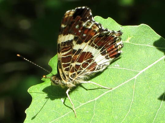 Landkärtchen, Araschnia levana