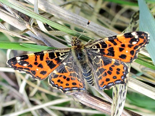 Landkärtchen, Frühjahrsgeneration, Araschnia levana