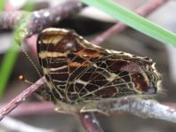 Landkärtchen, Sommergeneration, Araschnia levana