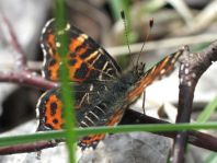 Landkärtchen, Sommergeneration, Araschnia levana