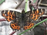 Landkärtchen, Sommergeneration, Araschnia levana