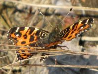 Landkärtchen, Araschnia levana