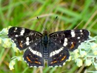 Landkärtchen, Sommergeneration, Araschnia levana