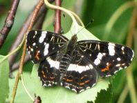 Landkärtchen, Araschnia levana