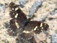 Landkärtchen, Sommergeneration, Araschnia levana