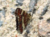 Landkärtchen, Sommergeneration, Araschnia levana