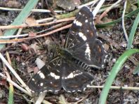 Landkärtchen, Araschnia levana