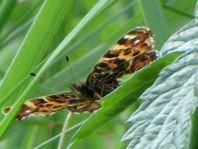 Landkärtchen, Araschnia levana