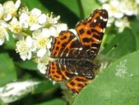 Landkärtchen, Araschnia levana