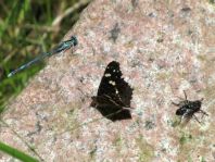 Landkärtchen, Araschnia levana