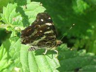 Landkärtchen, Araschnia levana