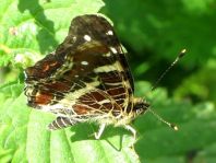 Landkärtchen, Araschnia levana